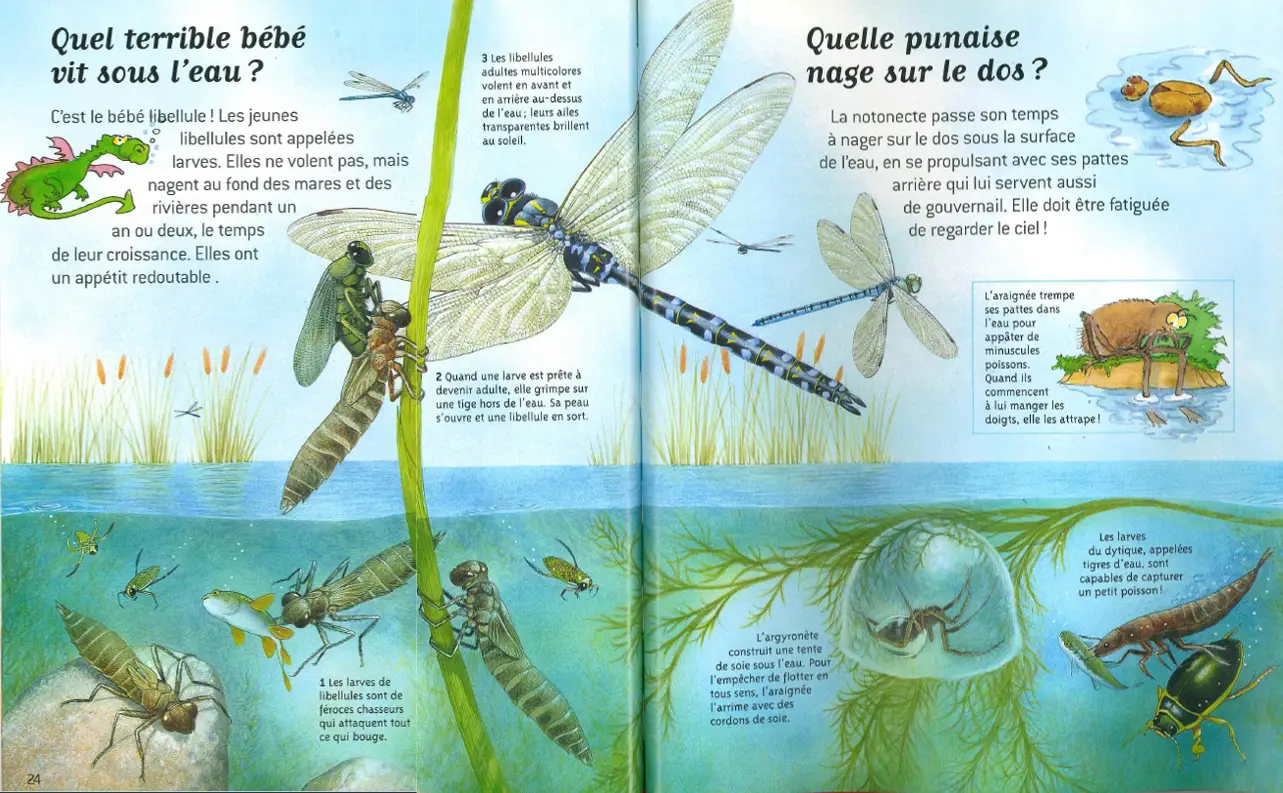Les insectes - Questions/Réponses - Dès 7 ans - Livre documentaire - 9782092497609 - page-intérieure3