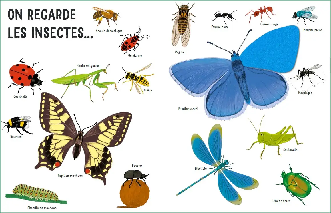 Dans mon jardin - Une promenade au jardin avec de grands flaps en feutrine - Dès 6 mois - Livre d'éveil - 9782095012922 - page-interieure3