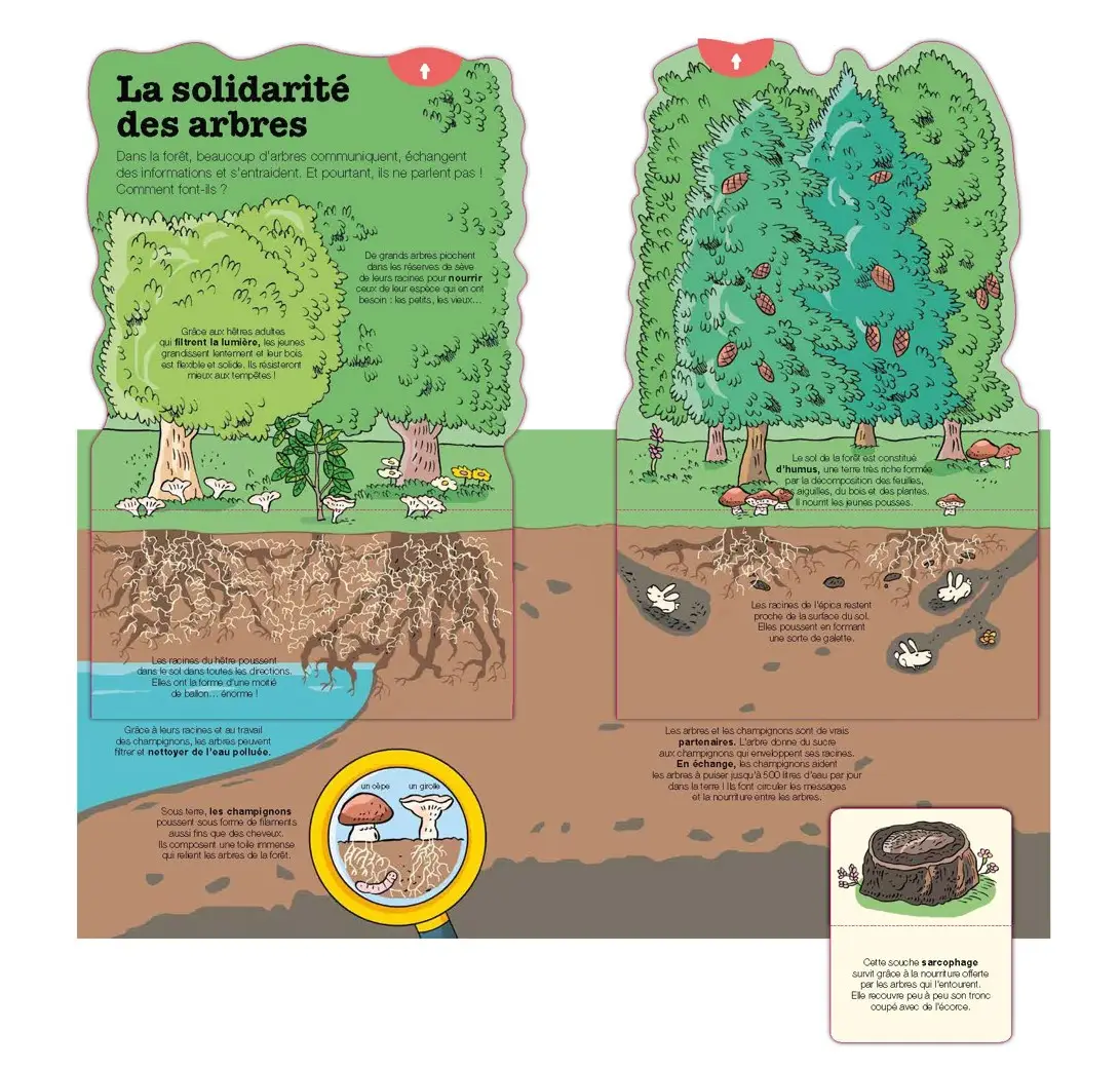 La vie des arbres - Kididoc - Livre animé - Pour découvrir les secrets de la nature à travers 20 animations -  Dès 5 ans - Livre documentaire - 9782095059583 - page-interieure3