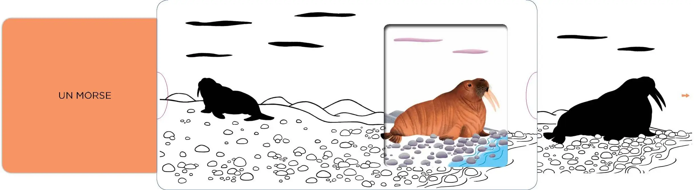 La banquise - Un livre en noir et blanc qui passe en couleurs grâce aux animations, pour les bébés des 6 mois - Livre d'éveil - 9782092491881 - page intérieure4