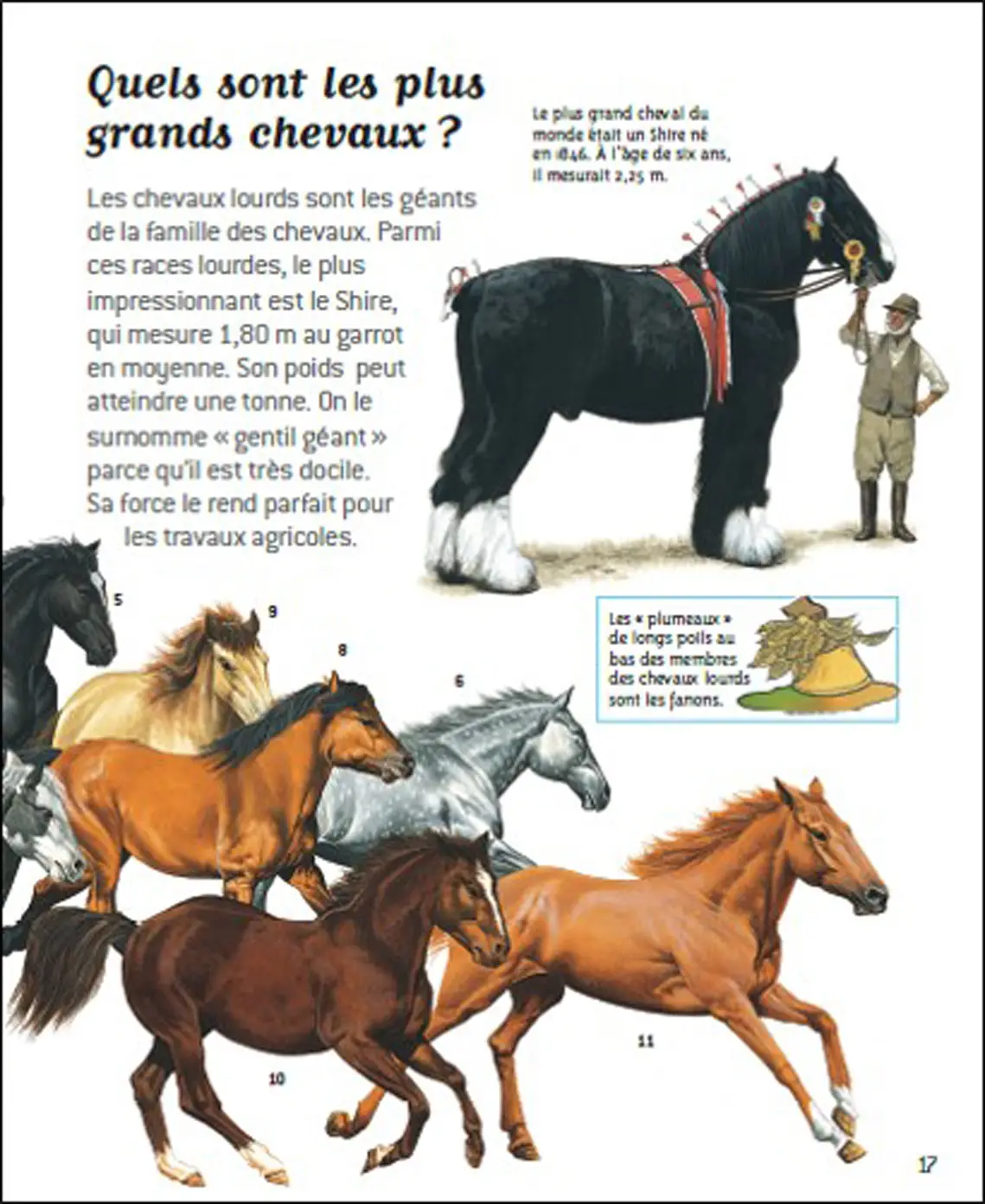Passion chevaux - Questions/Réponses - doc dès 7 ans - Livre documentaire - 9782092492819 - page intérieure4