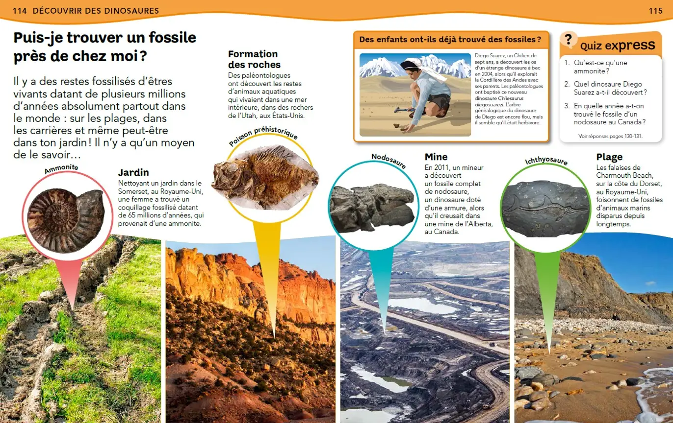 L'Encyclopédie des dinosaures - Questions/réponses - Dès 7 ans  - Livre documentaire - 9782092593271 - page intérieure4