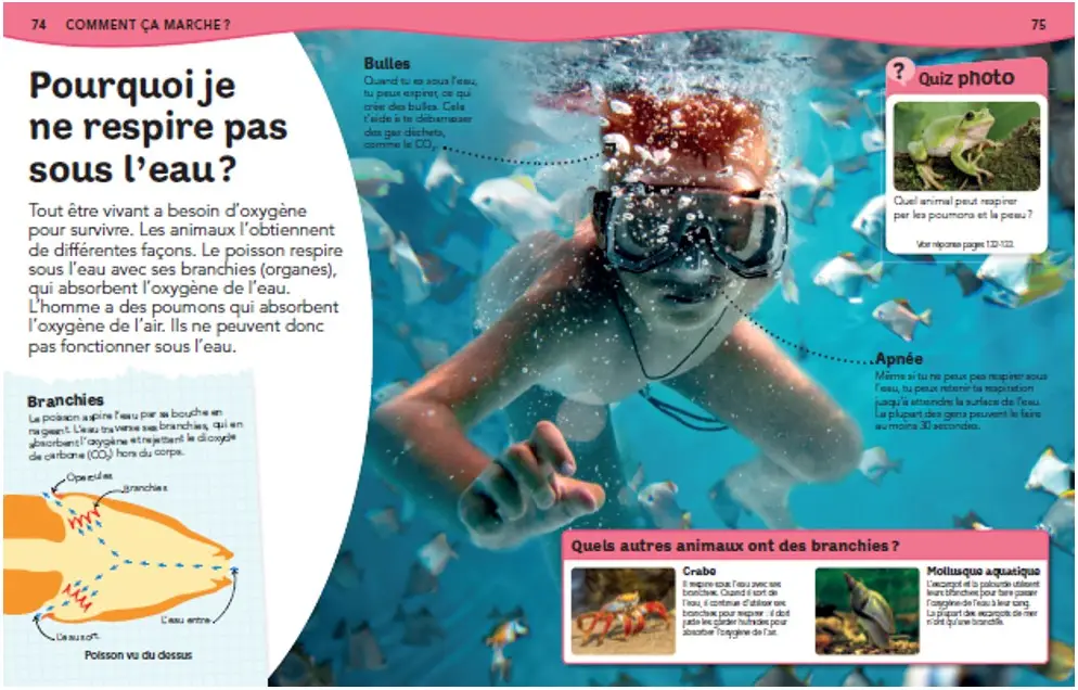 L'Encyclopédie du corps humain - Questions/réponses - Dès 7 ans  - Livre documentaire - 9782092492802 - page-interieure5