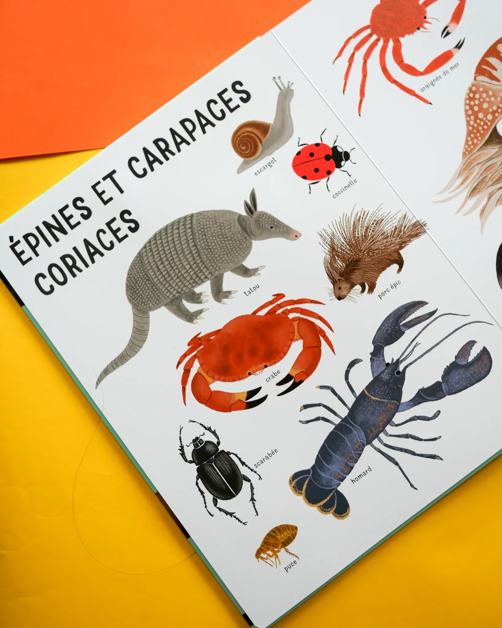 Belles bêtes - un bestiaire extraordinaire avec de grands flaps en feutrine - Dès 6 mois - Livre d'éveil - 9782092495087 - page-intérieure7