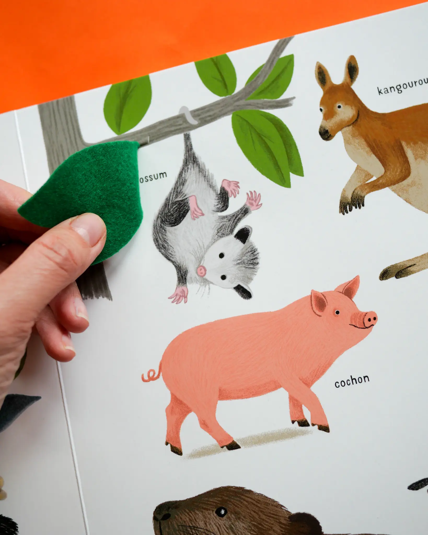 Belles bêtes - un bestiaire extraordinaire avec de grands flaps en feutrine - Dès 6 mois - Livre d'éveil - 9782092495087 - page-intérieure8