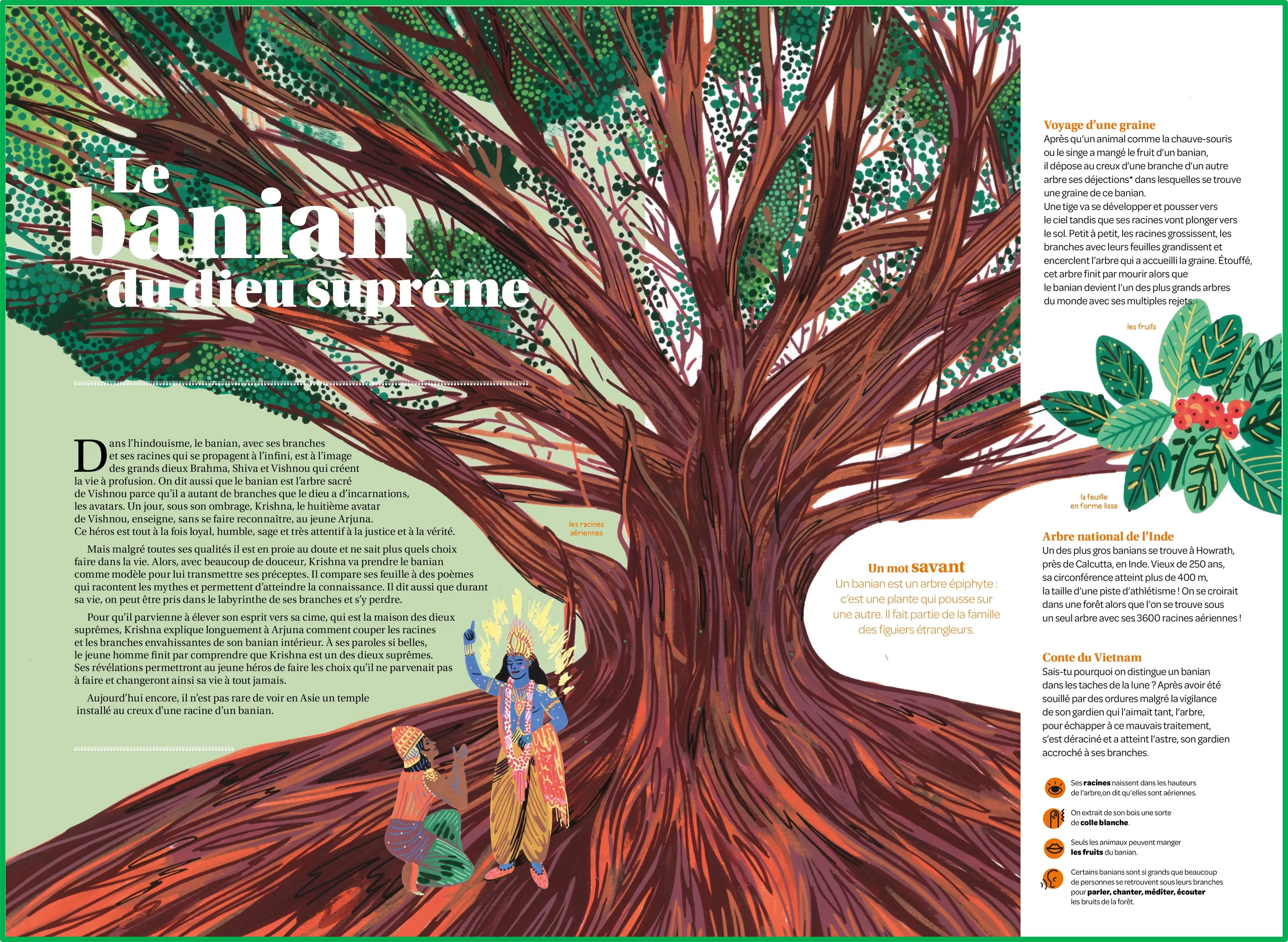 Arbres légendaires - Album documentaire illustré des mythes et légendes des arbres - Dès 8 ans - Livre documentaire - 9782095045869 - Pages intérieures 02