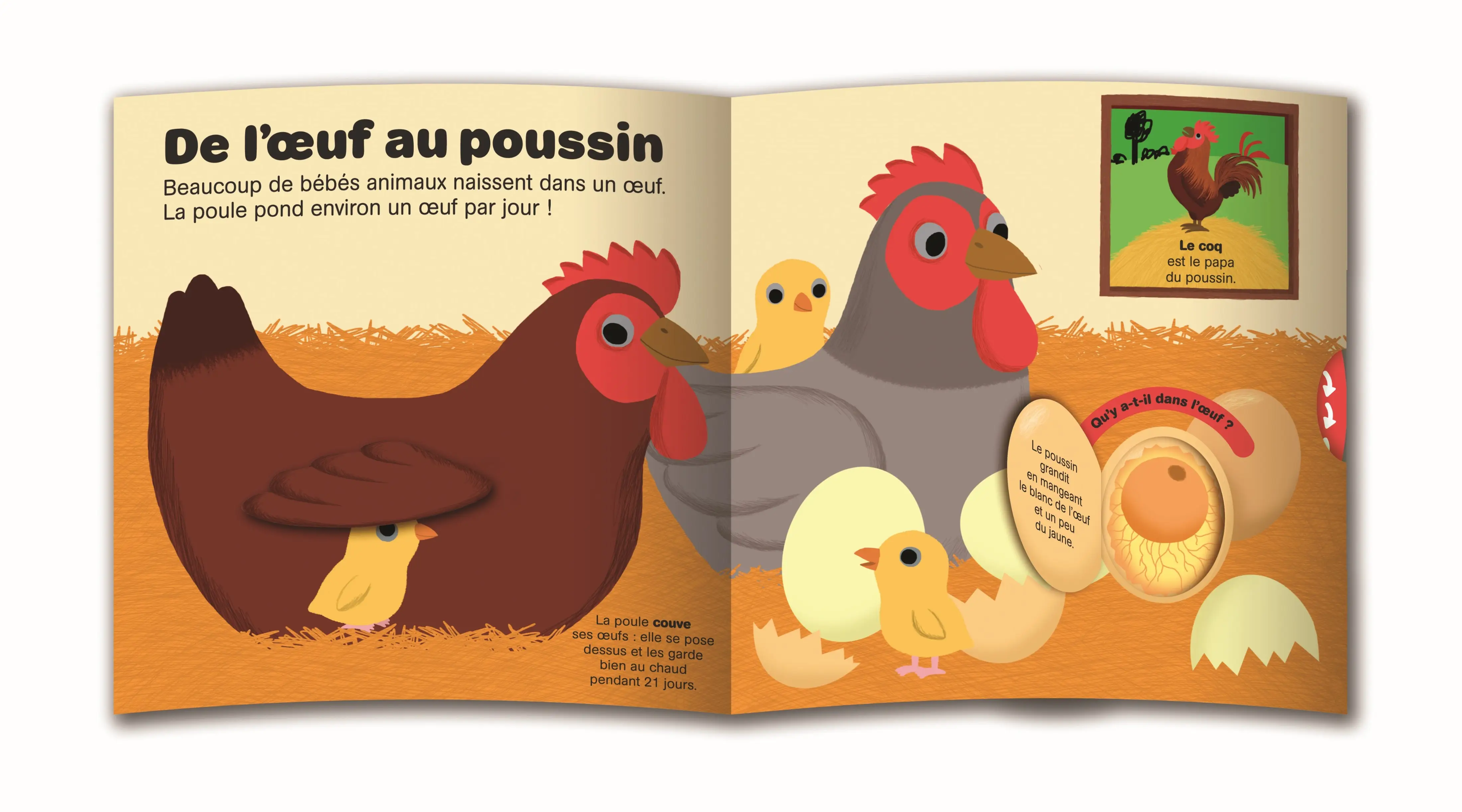 Kididoc - les bébés animaux - Livre documentaire animé - Dès 3 ans - Livre documentaire - 9782095051464 - Pages intérieures 02